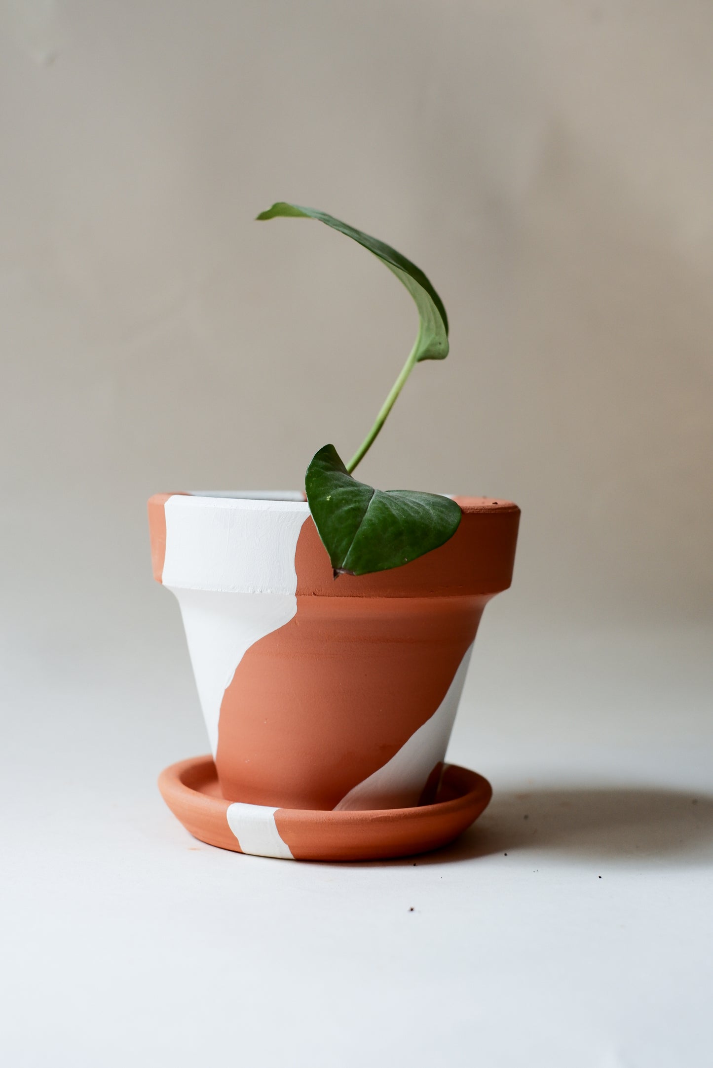 Terracotta Konik Saksı+Tabak • Bohem Beyaz