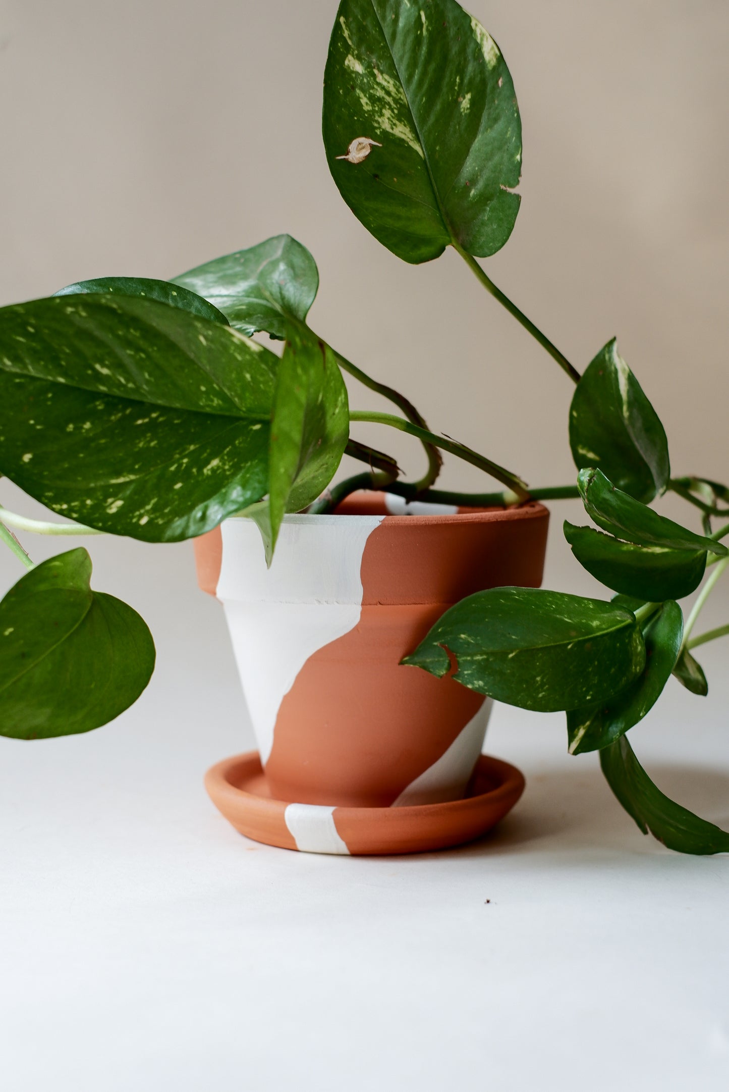 Terracotta Konik Saksı+Tabak • Bohem Beyaz