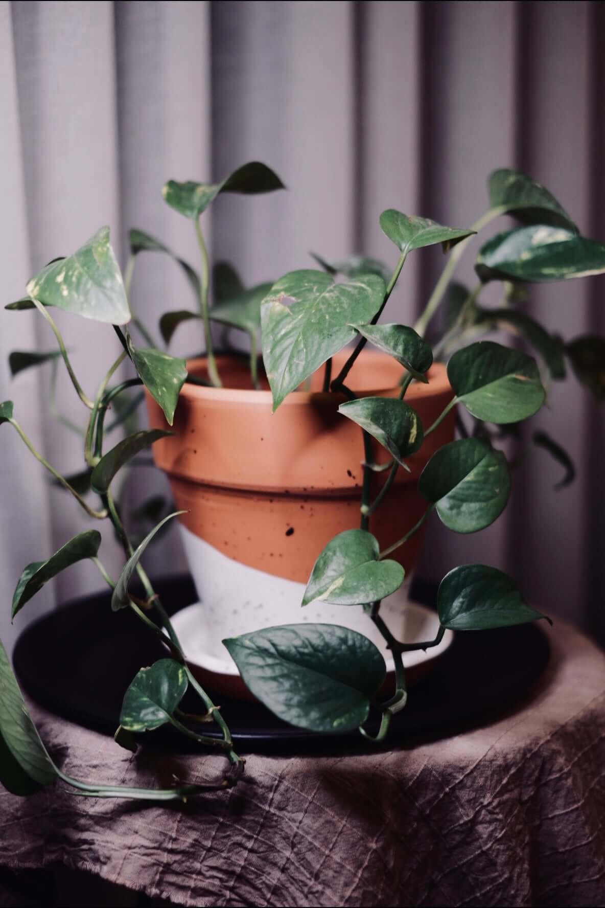 Terracotta Konik Saksı+Tabak • Siyah Beyaz Benekli