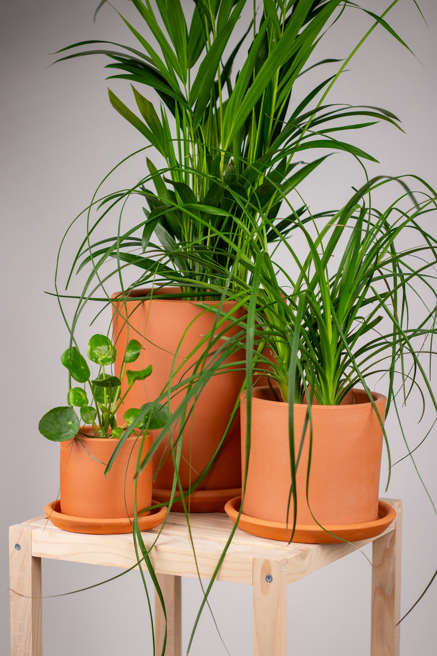 Terrakotta-Zylinder-Blumentopf + Teller • Grüntöne