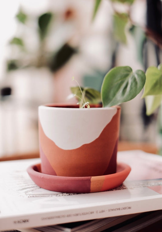 Terracotta Silindir Saksı+Tabak • Bordo Beyaz